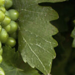 grapes_vine_1280px