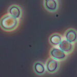 saccharomyces_1280px