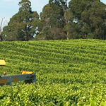 vineyard_tractor_1280x300