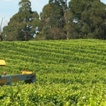 vineyard_tractor_1280x300