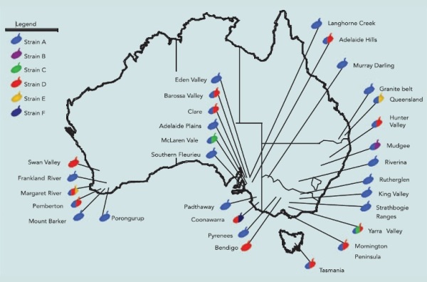Distribution of strains of Brettanomyces yeast isolated from Australian winemaking regions, 2002-2005