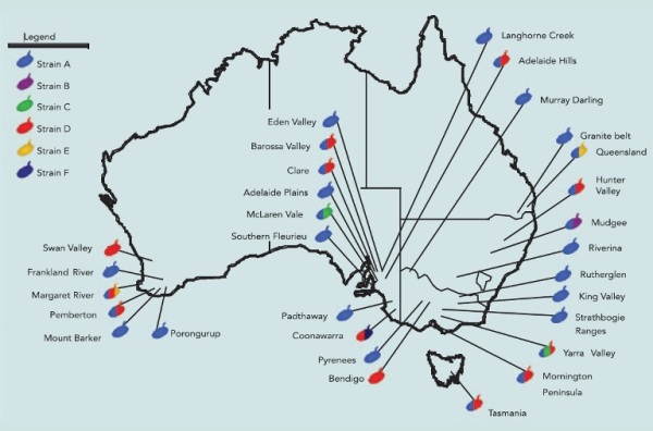 Brettanomyces - Australian Wine Research