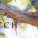 banner2_vinewatch_1