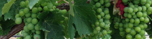 About the wine