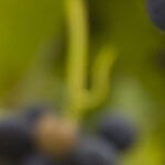 The Vineyard Series