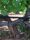 vines_100px