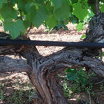 vines_200px