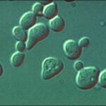 yeast