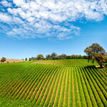 vineyard-360×283