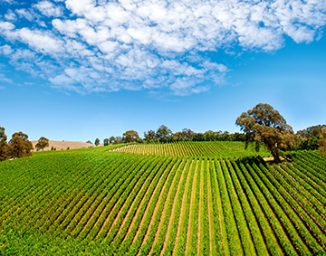 vineyard-360x283