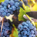 autumn harvest on wineyard valley. agriculture man harvesting gr