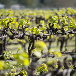 Organic vineyard in McLaren Vale, Australia