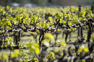 Organic vineyard in McLaren Vale, Australia