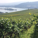 German-vineyard-360px