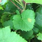 vine-leaves