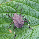 stink bug 1