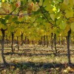 vineyard undervine soil