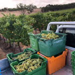 Chardonnay trial pic