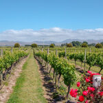 vineyard-4081322_1920