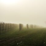 vineyard-fog