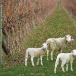 Figure 1. Winter sheep grazing