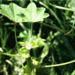 Figure 1. Mallow (courtesy HerbiGuide)