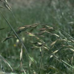 Figure 1. Prairie grass (photo courtesy of HerbiGuide)