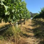 Figure 1. Ryegrass undervine cover crop suppressing kikuyu in a McLaren Vale vineyard (courtesy of Troy Elliker, Gemtree)