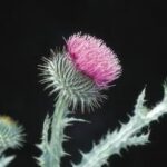 Figure 1. Scotch thistle (photo courtesy of DPI NSW)