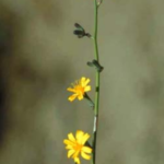 Figure 1. Skeleton weed (courtesy of HerbiGuide)