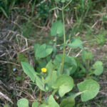 Figure 1. Sowthistle (courtesy of HerbiGuide)