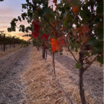 Figure 1. Straw mulch spread undervine using a Kuhn Primor Straw Blower (image courtesy of Steve Schiller)