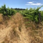 Figure 1. Volunteer perennial veldt grass suppressing couch grass in the mid row and undervine area of a vineyard in McLaren Vale (photo courtesy of Gemtree)