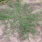 Figure 1. Wireweed (courtesy of HerbiGuide)