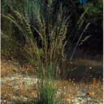 Figure 2. Perennial veldt grass (photo courtesy of HerbiGuide)