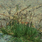 Figure 3. Couch grass (photo courtesy of HerbiGuide)