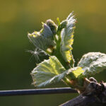 grapevine-bud