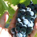 shiraz-grapes-400px