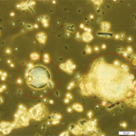 Diatomaceous Earth