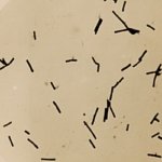 Lactobacillus