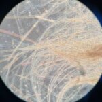 Quercetin dihydrate