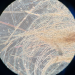 Quercetin dihydrate