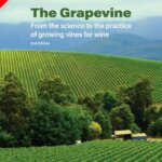 The grapevine
