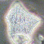 De1