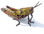 Locust