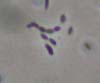 acetobacterpasteurcropsmall