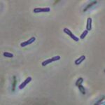 lactohilgcrop