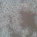protein_large