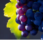 resources-vineyards