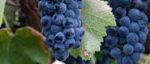 resources_grapes